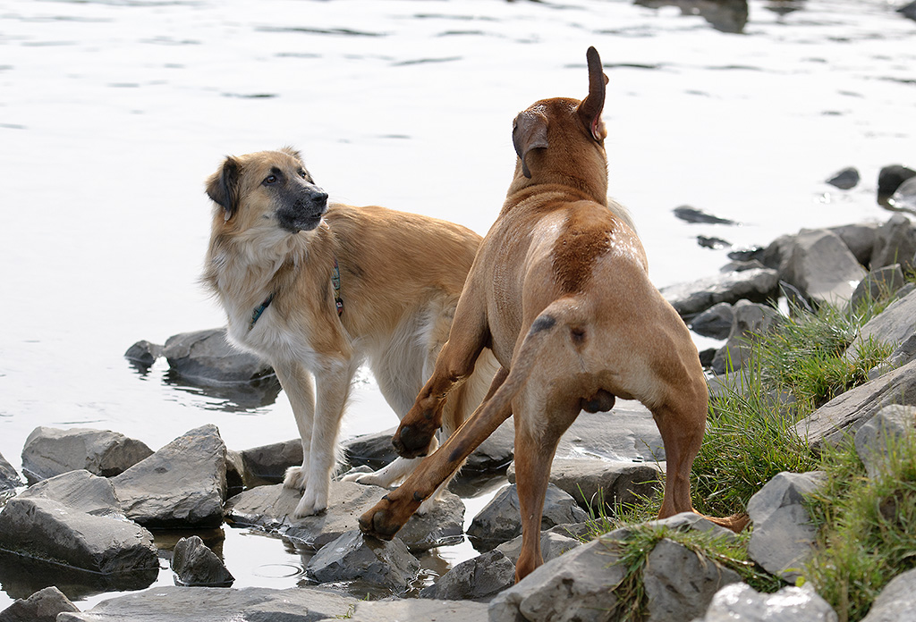 Generve am Wasser