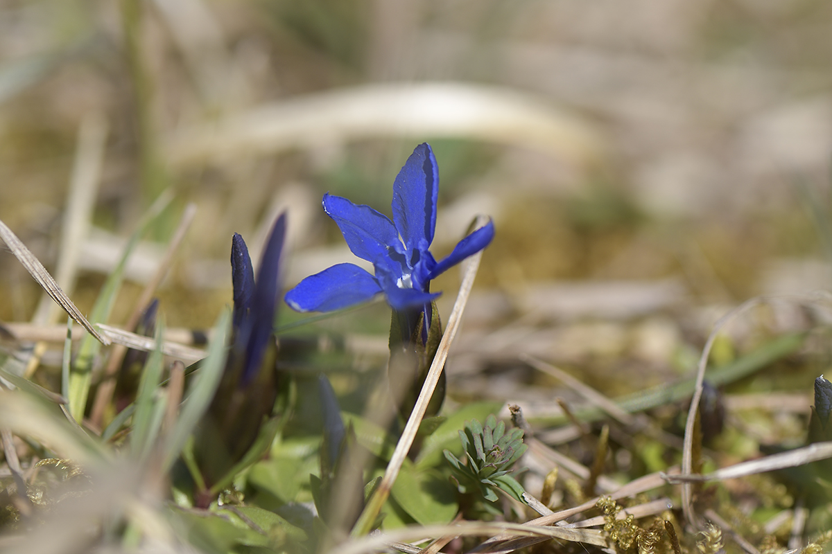GentianaVerna_1200x800_DSC0098.jpg