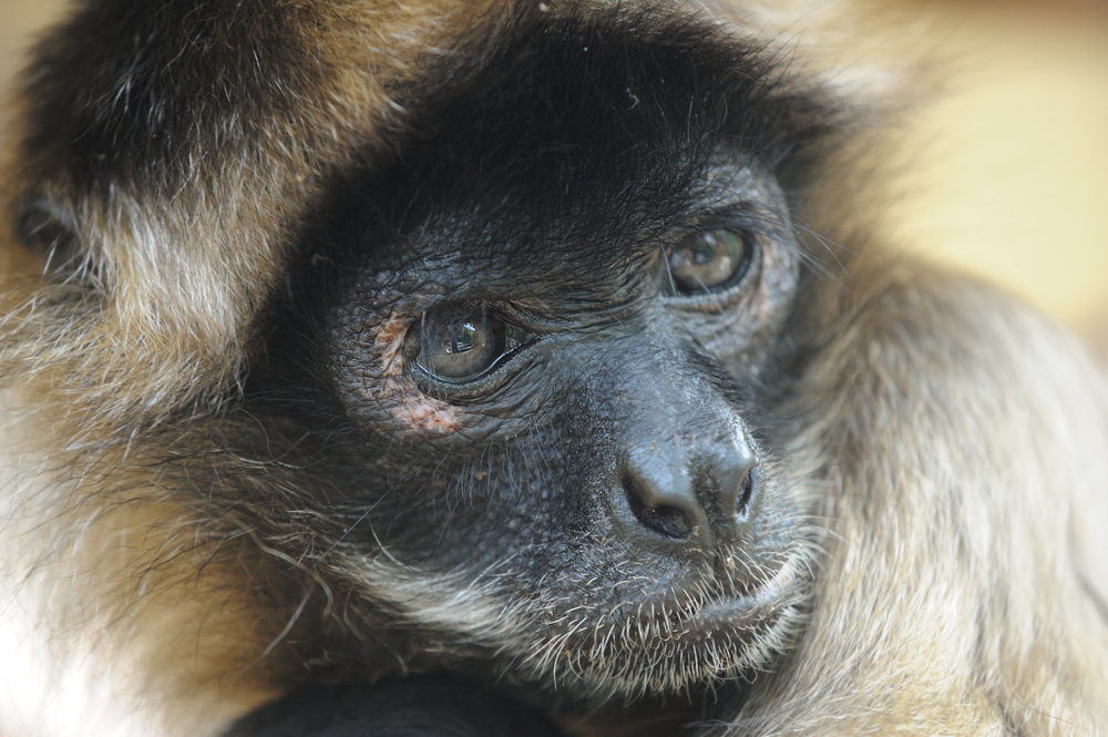 Geoffroy-Klammeraffe
Zoo Karlsruhe