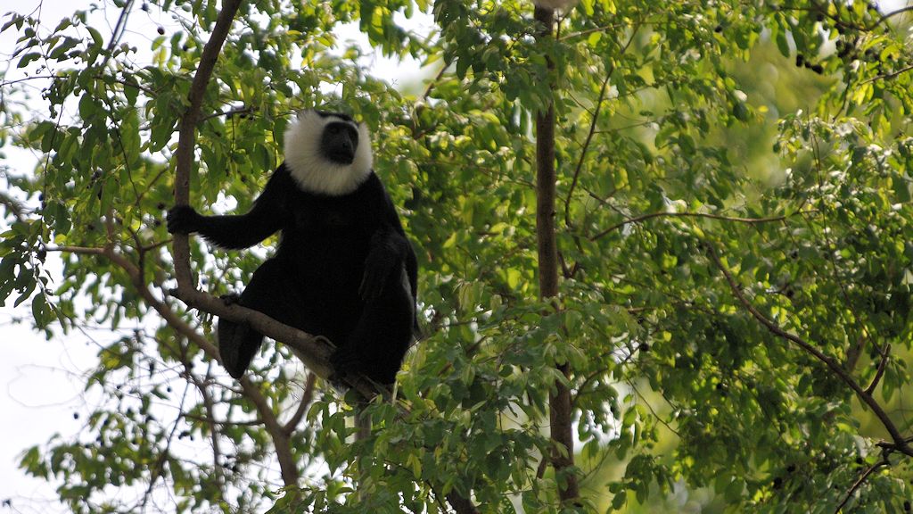 Geoffroy Stummelaffe
(Black and White Colobus)
Boabeng-Fiema Monkey Sanctuary
4978