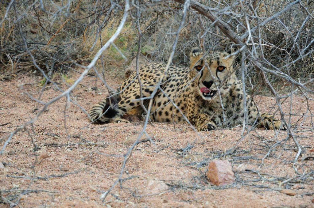 Gepard auf der Hammerstein Lodge
