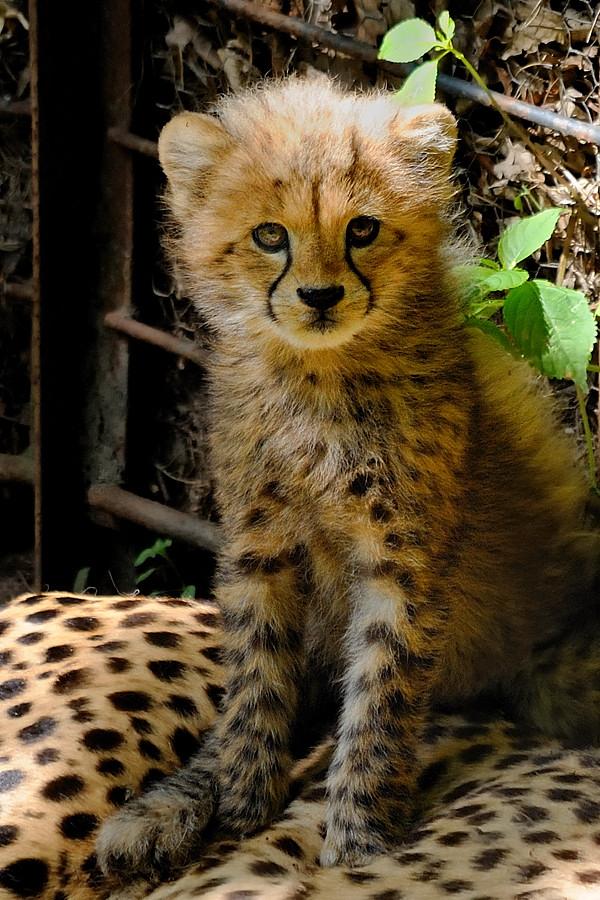 Gepard Baby
