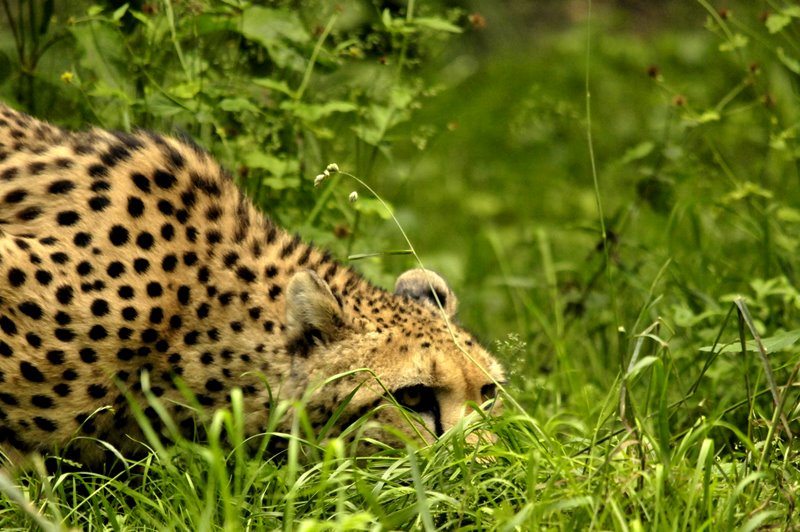 Gepard beim anschleichen