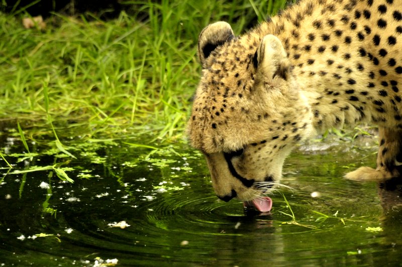 Gepard beim Trinken