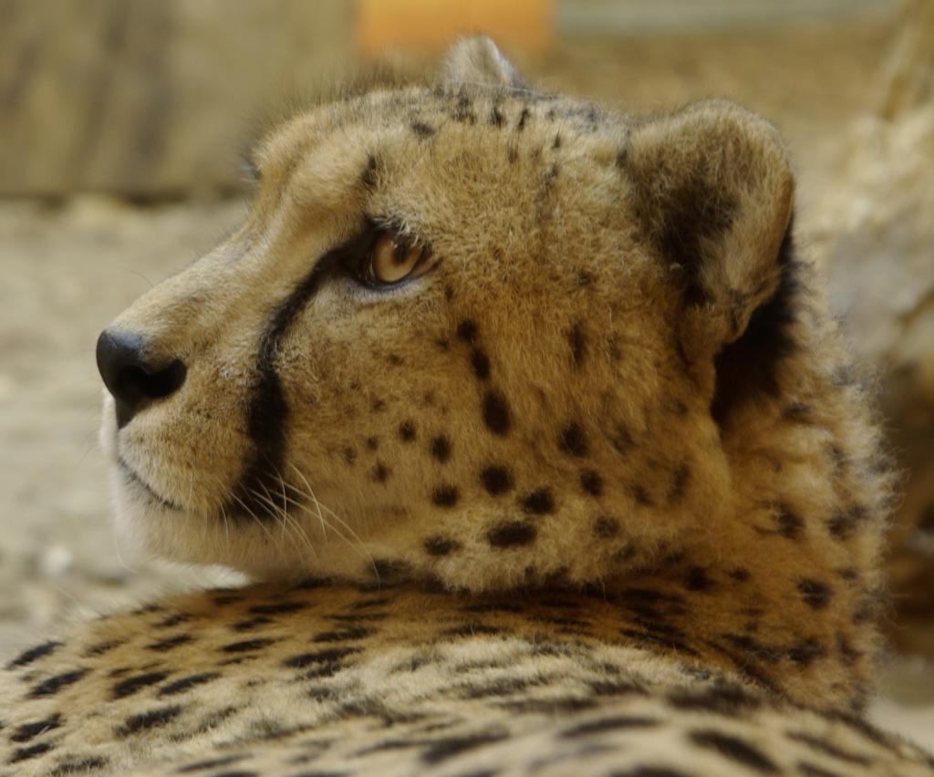 Gepard im ZOO Rostock