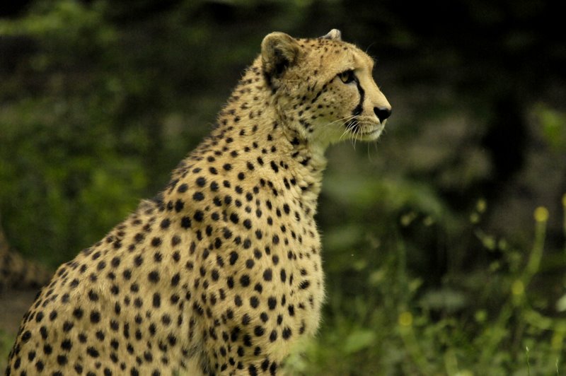 Gepard in voller Pracht