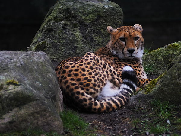Gepard liegend klein