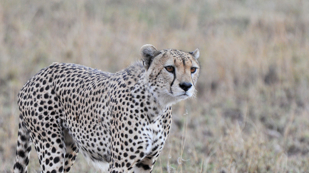 Gepard
Serengeti Seronera
5129