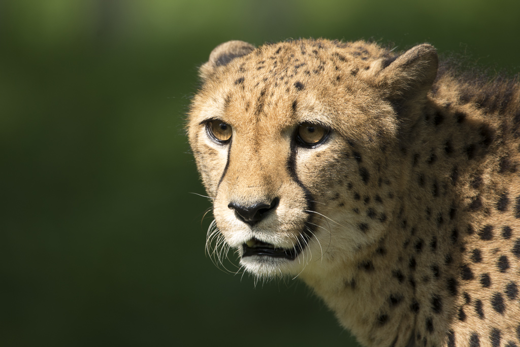 Gepard Zoo Köln