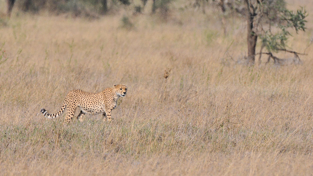 Gepard
zwischen Seronera und Lake Magadi, Serengeti
4740
