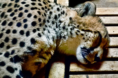gepard