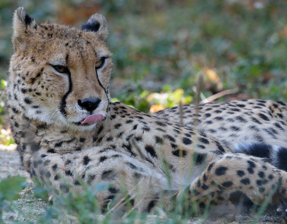 Gepard