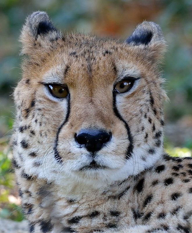 Gepard