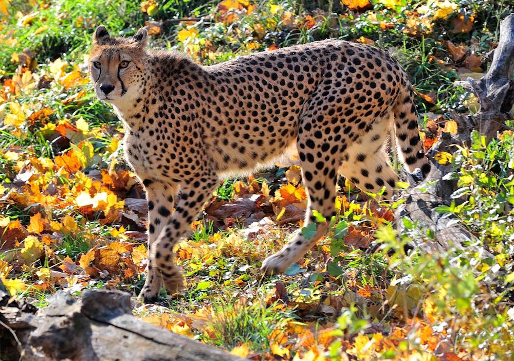Gepard