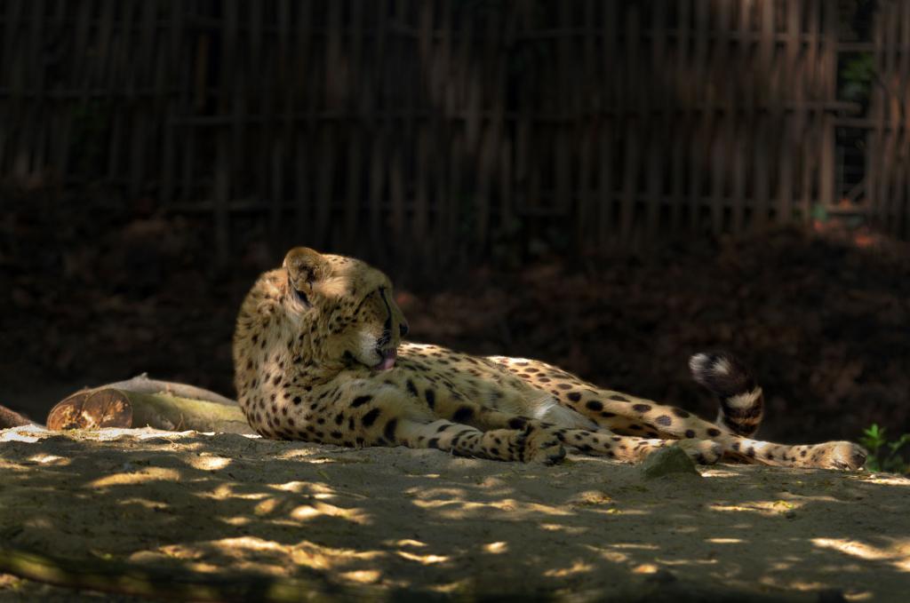 Gepard