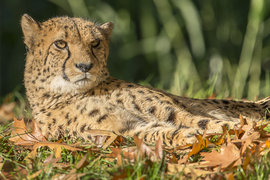 Gepard