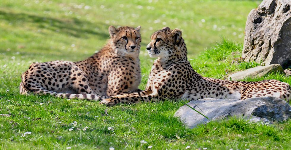Gepard