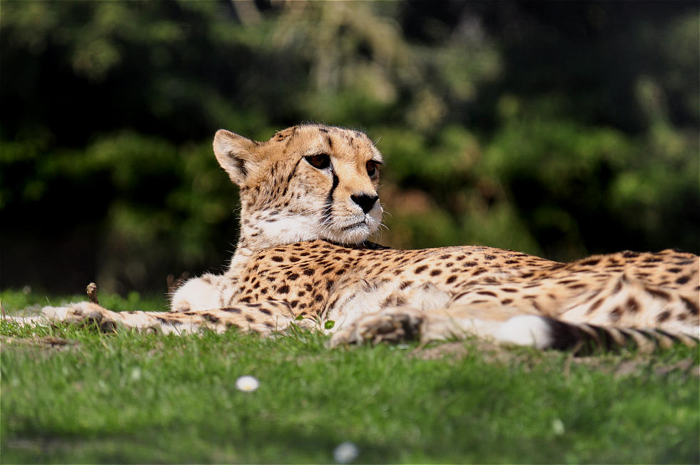 Gepard