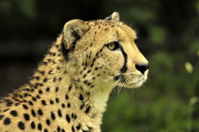 Gepard