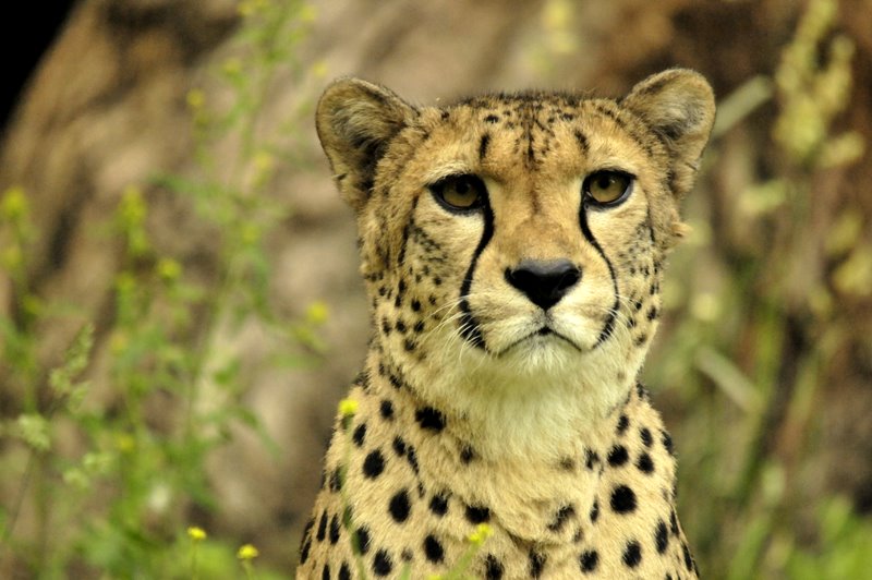 Gepard