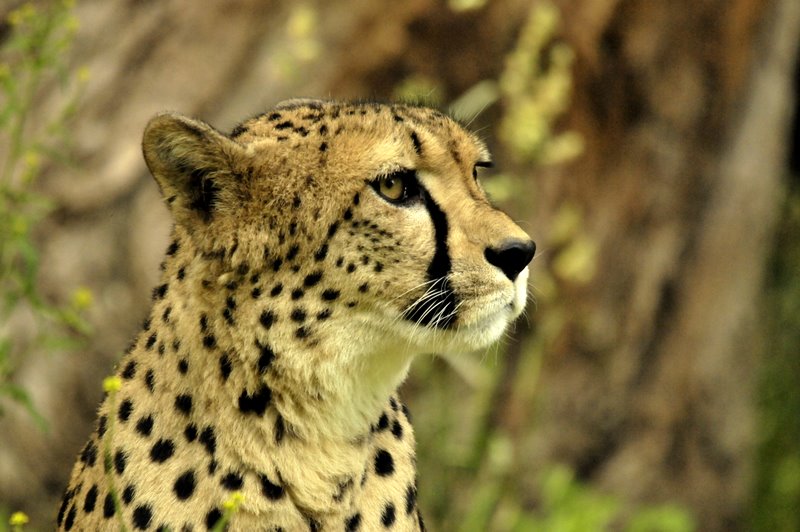 Gepard