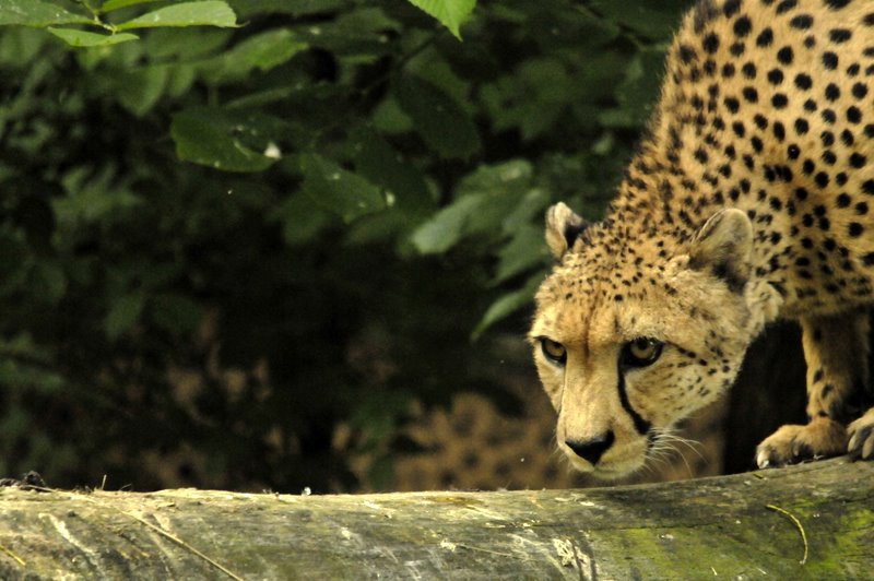 Gepard