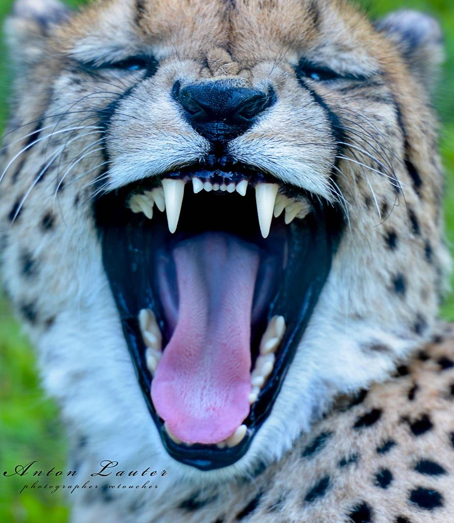 Gepard1