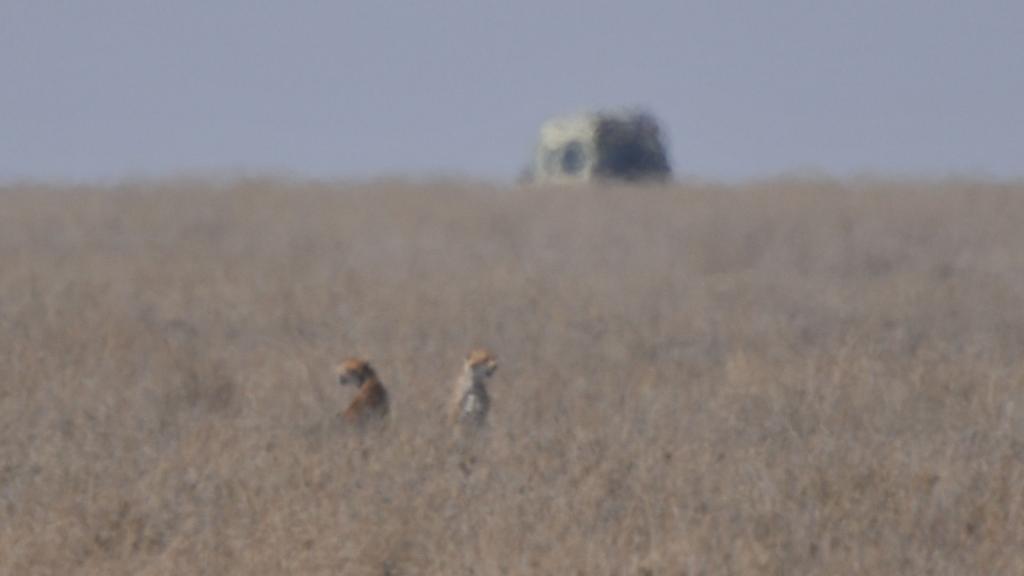 Geparde in der Langgrassteppe um die Seronera.
Gegen Mittag flimmert die Luft ...
4245