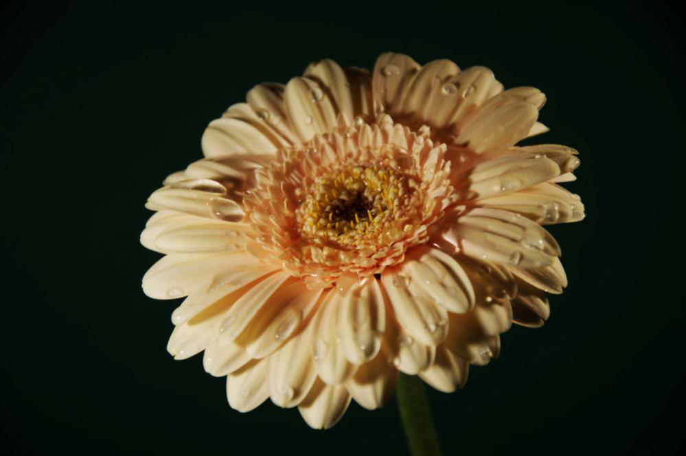 gerbera 01