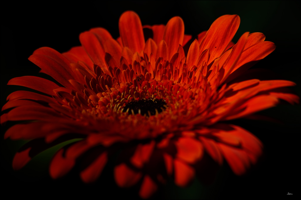 Gerbera BalgenDSC 6305