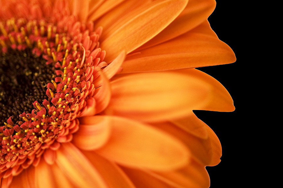 Gerbera