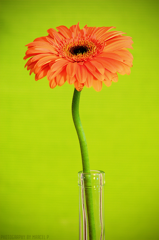 gerbera