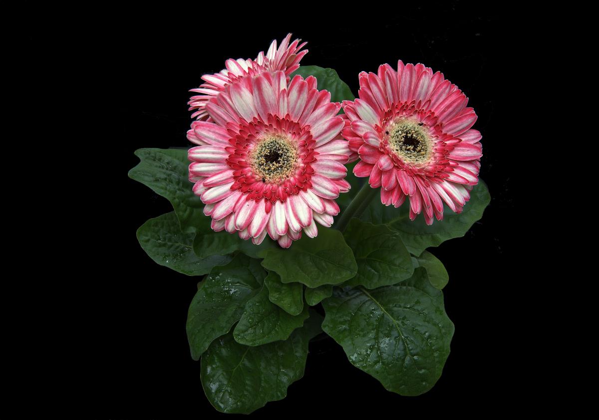 Gerbera2.jpg