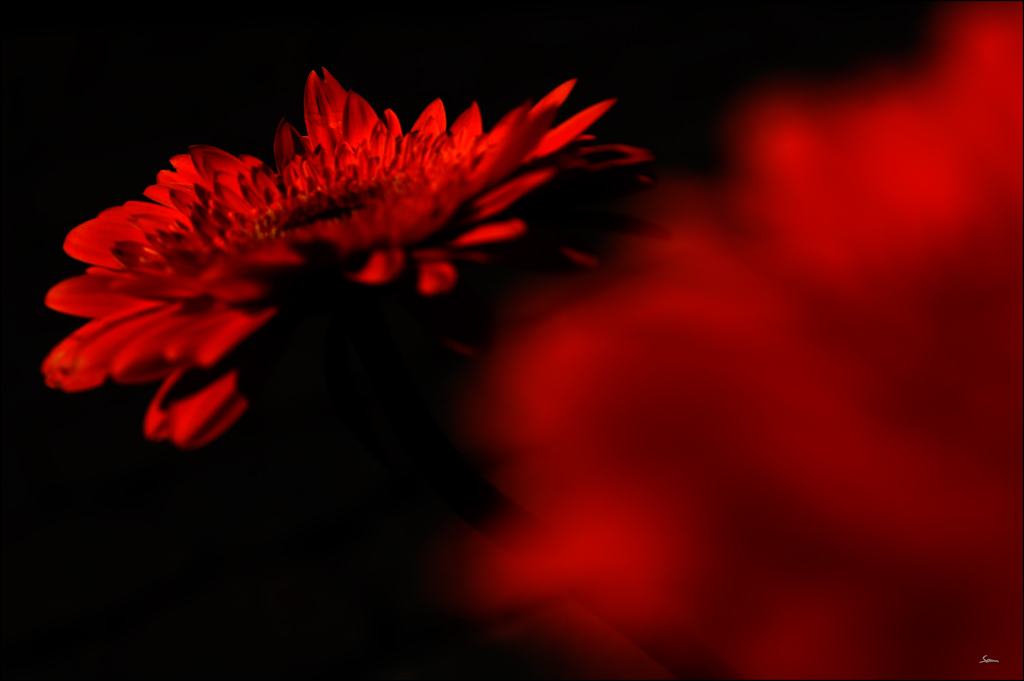 GerberaDSC 0134