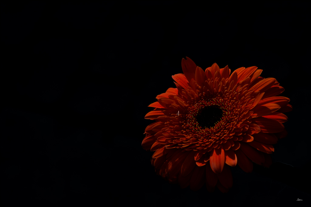 GerberaDSC 0138