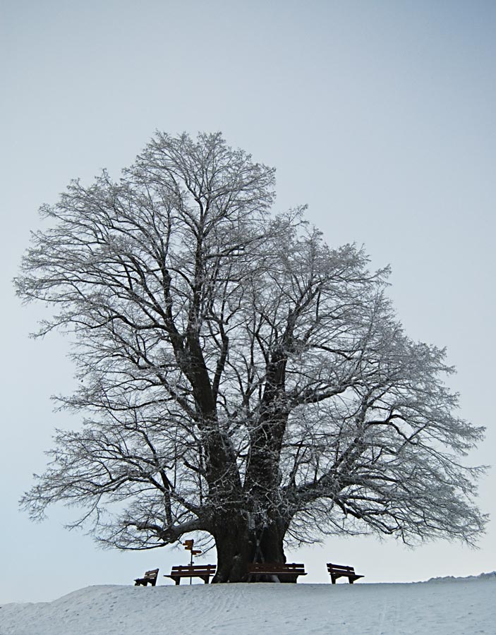 Gerichtslinde