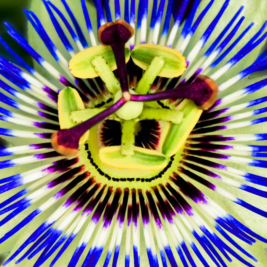 Gesicht einer Passionsblume