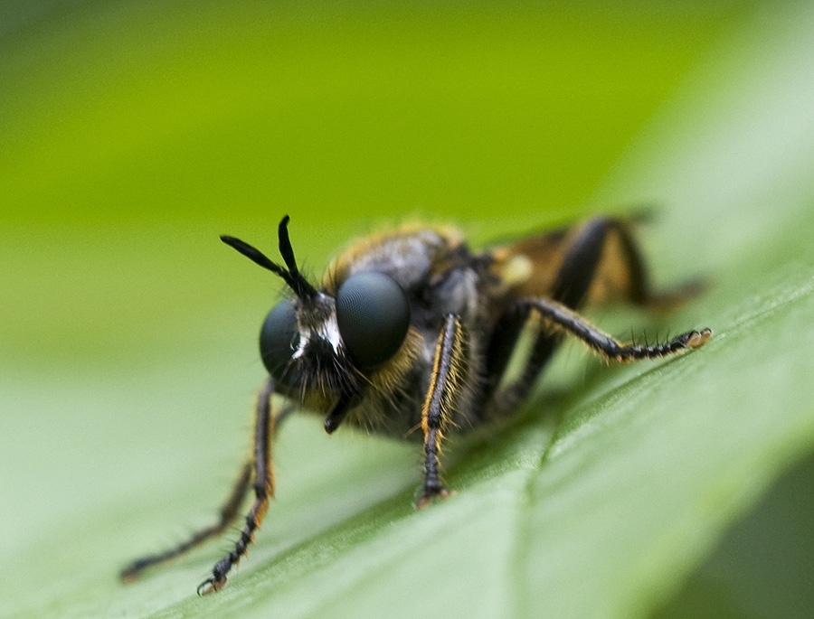 Gesicht einer Raubfliege