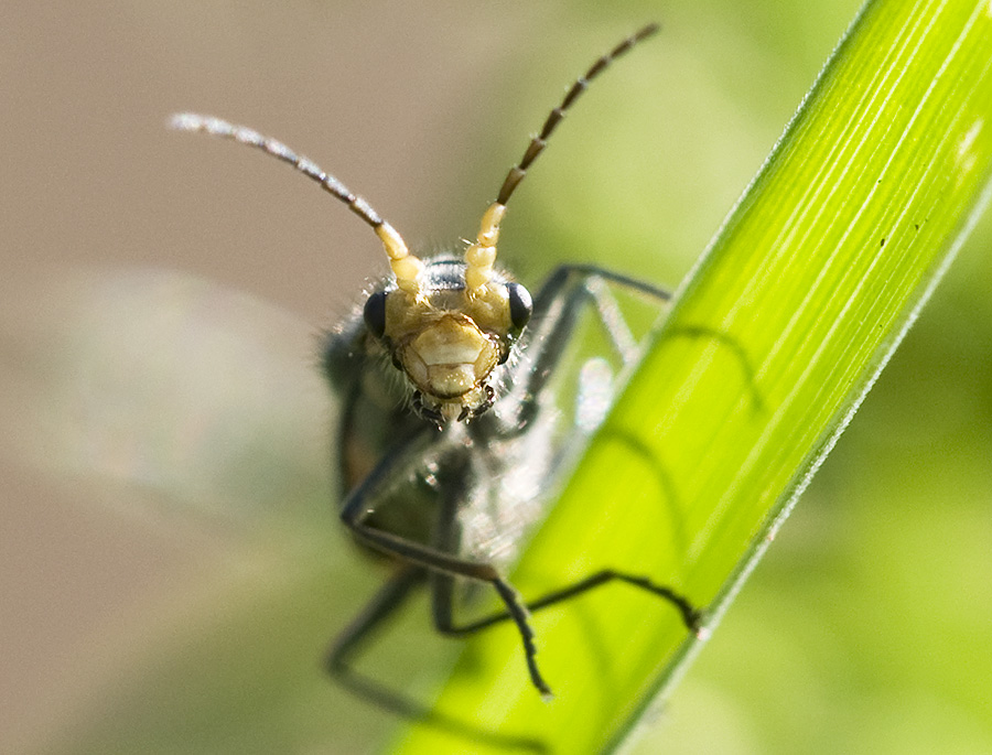 Gesicht eines Zipfelkäfers