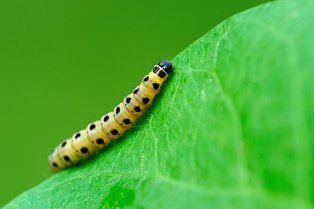 Gespinstmotte Raupe