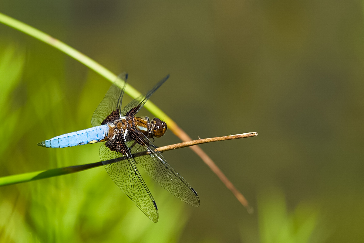 GH71852sm.jpg