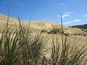 Giant Sand Dune Te Paki (Far North)