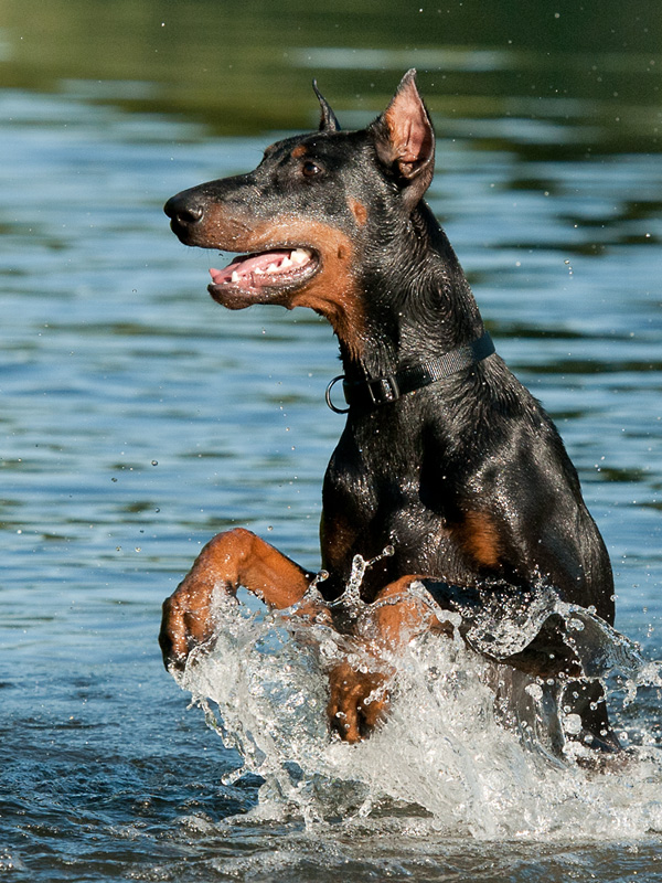 gib Pfötchen im Wasser