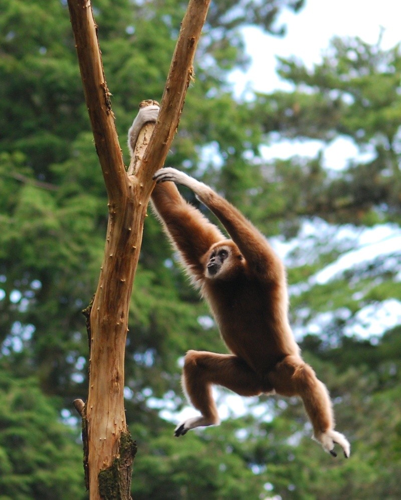 Gibbon