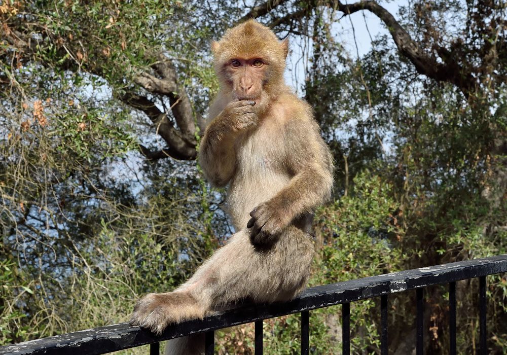Gibraltar, Cave Affe 2