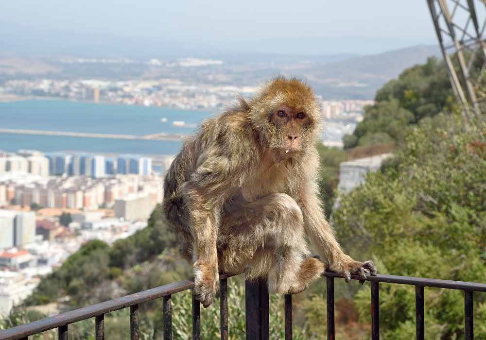 Gibraltar, View Affe