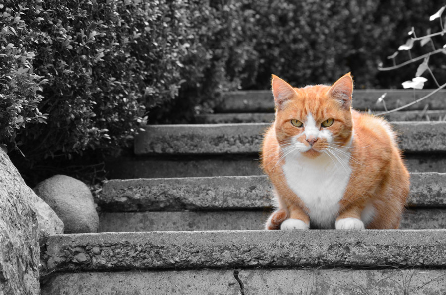 Gimli auf der Treppe