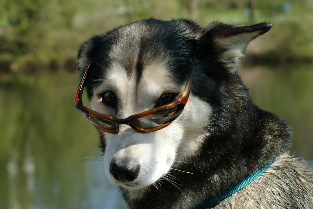 Ginger sunglases