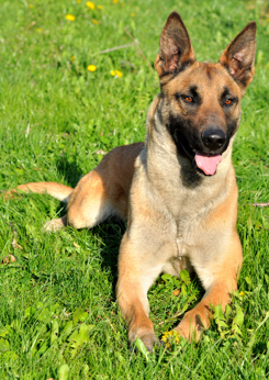 Ginger17042010Platz003Forum