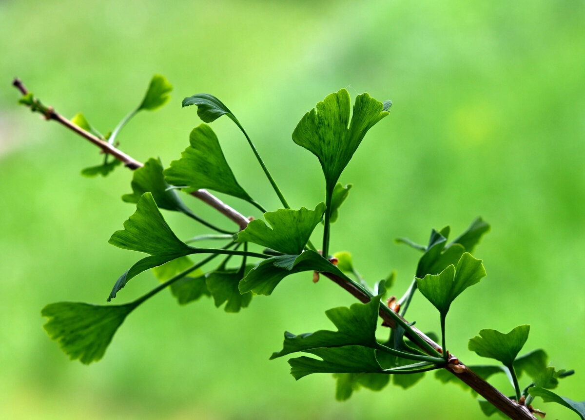 Gingko-Baum